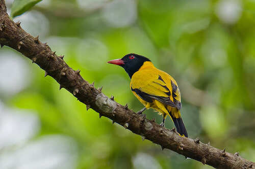 Black-winged Oriole