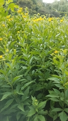 Rudbeckia subtomentosa