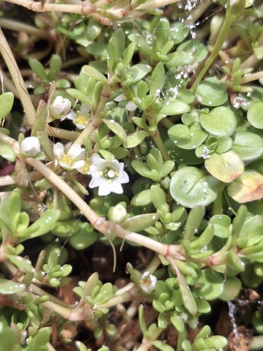 Crassula kirkii