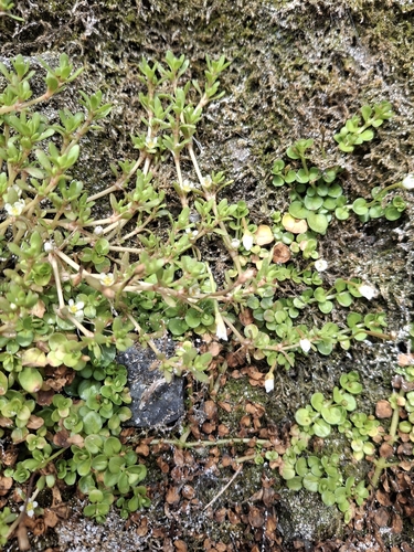 Crassula kirkii