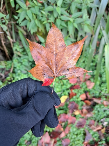 Acer serrulatum