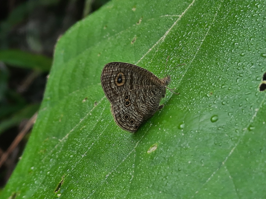 Ypthima nigricans (Ypthima nigricans)