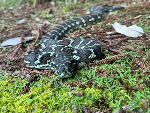 Coastal Carpet Python sighting