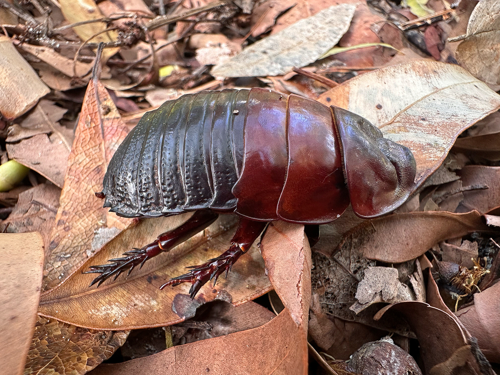 Geoscapheinae