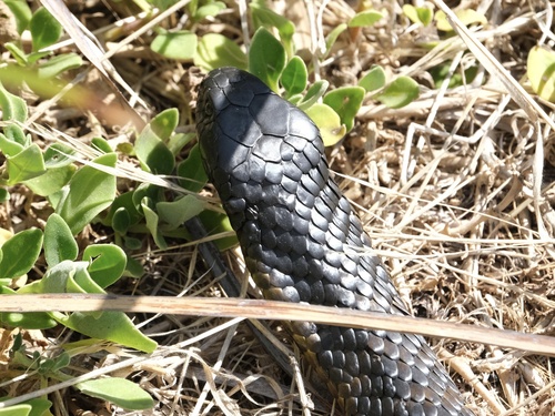 Eastern Tiger Snake sighting