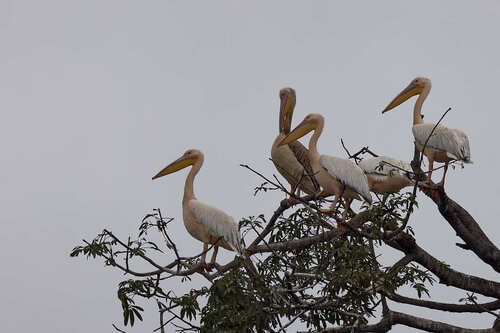 Great White Pelican