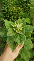Hibiscus moscheutos