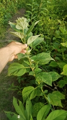 Hibiscus moscheutos