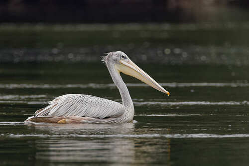Pink-backed Pelican
