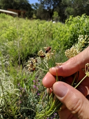 Lygaeus kalmii