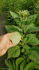Hibiscus moscheutos
