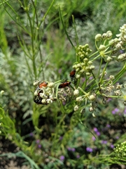 Lygaeus kalmii