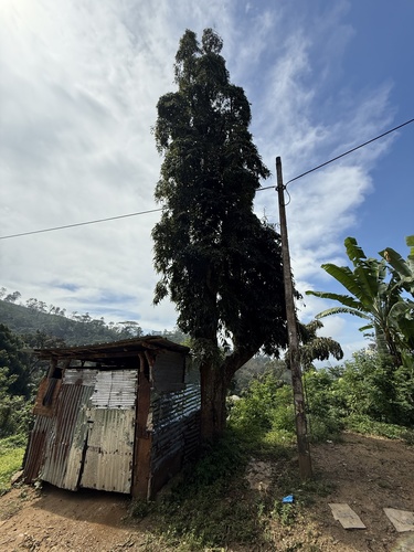 Foto de Falsa-murta
