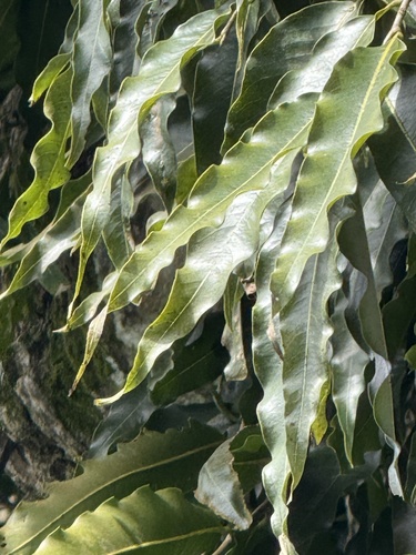 Foto de Falsa-murta