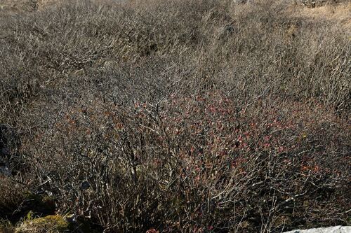 Image of Rhododendron mucronulatum by (c) Lewis, some rights reserved (CC BY-SA)