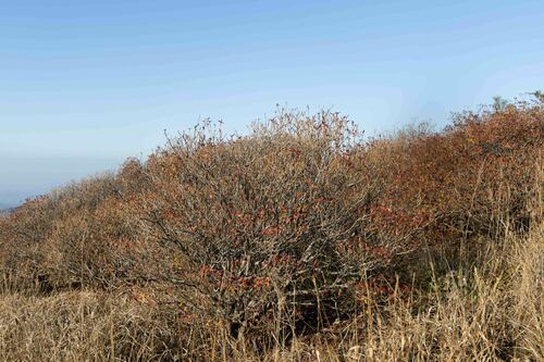 Image of Rhododendron mucronulatum by (c) Lewis, some rights reserved (CC BY-SA)