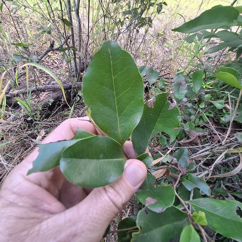 Image of Diospyros geminata by (c) Greg Tasney, some rights reserved (CC BY-SA)