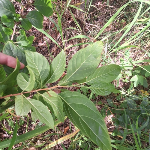 Image of Turraea pubescens by (c) Greg Tasney, some rights reserved (CC BY-SA)