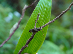 Thranius multinotatus