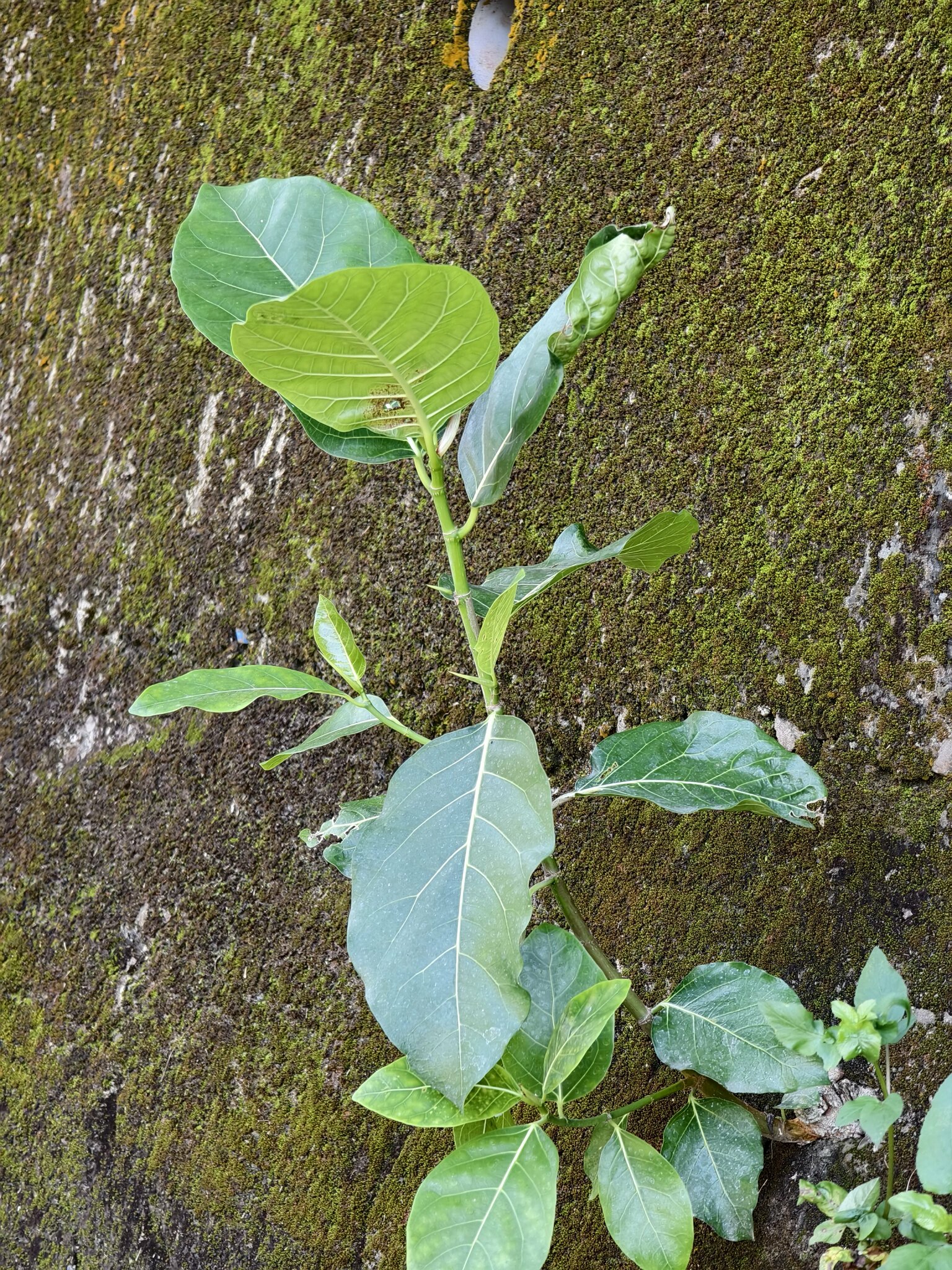 Imagem de Mata-pasto