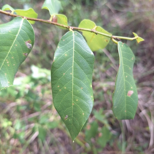 Image of Leichardt's Ironbark (Bridelia leichhardtii) by (c) Greg Tasney, some rights reserved (CC BY-SA)
