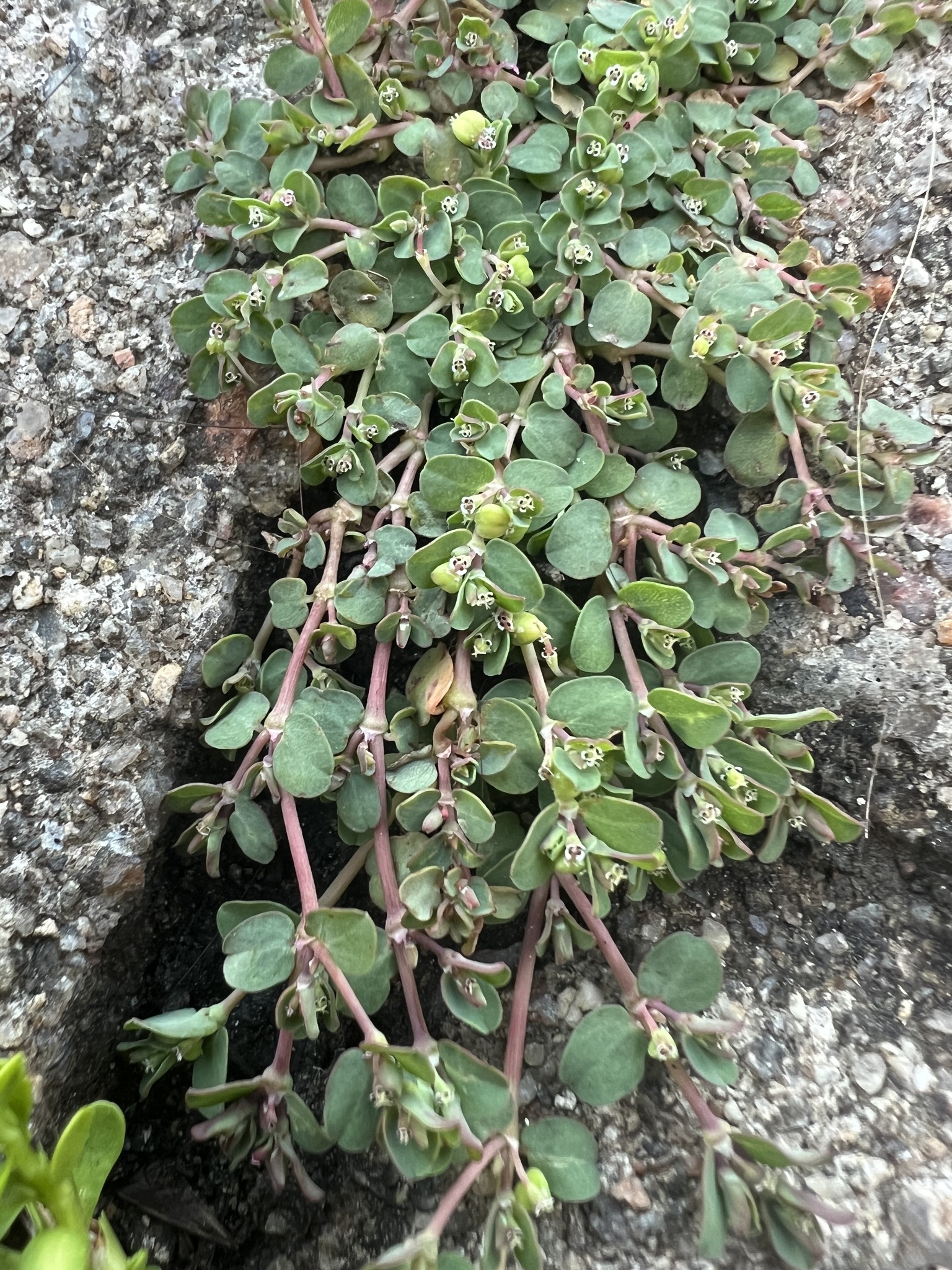 Imagem de Quebra-pedras, quebra-pedras-roxo, erva-pombinha, saxifraga, burra-leiteira, erva-de-santa-luzia, caá-cambui.