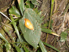 Dolicheulota