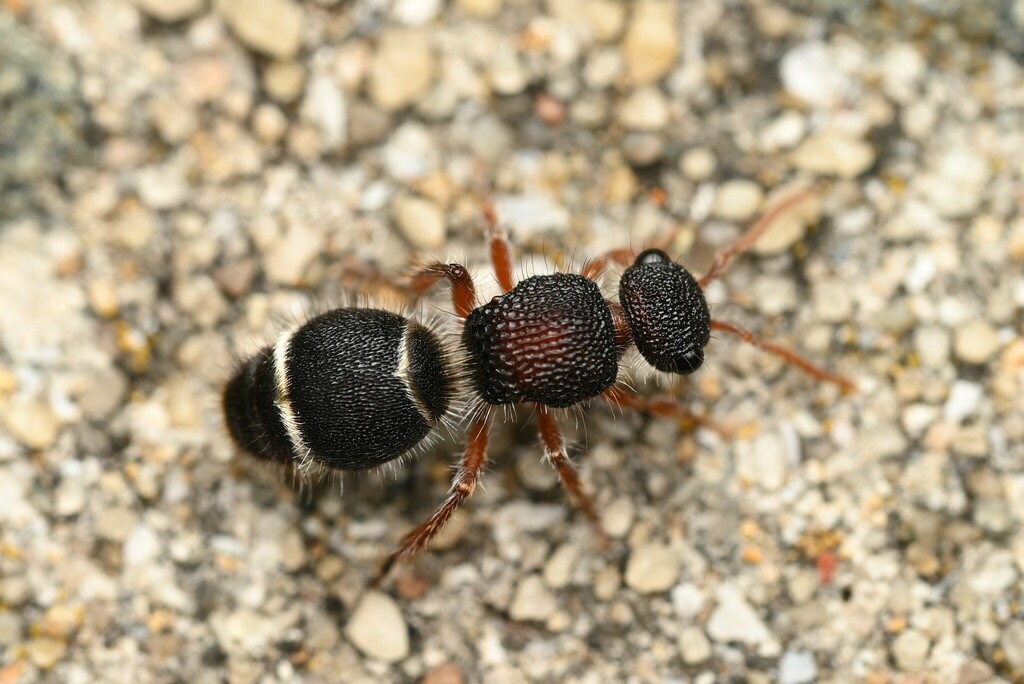 Ephutomorpha australasiae