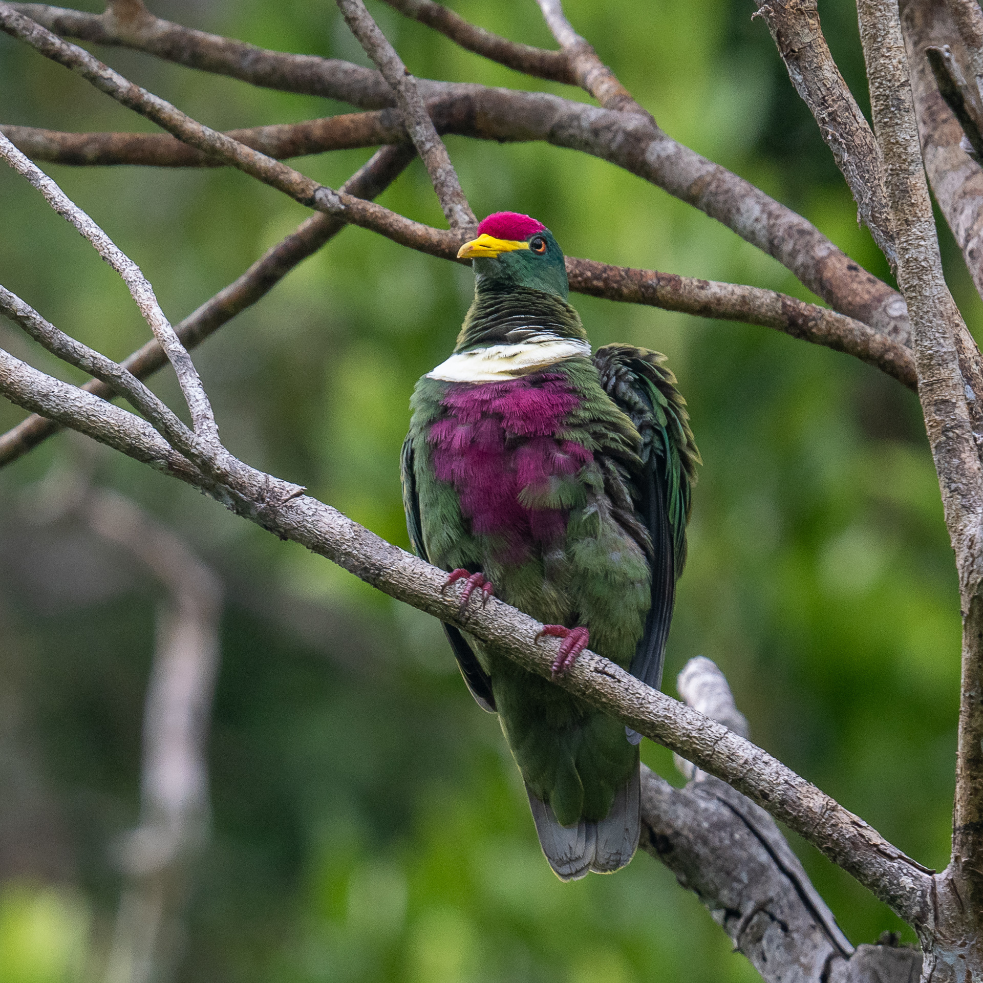 White-bibbed Fruit Dove (Ptilinopus rivoli), photo 9
