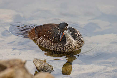 African Finfoot