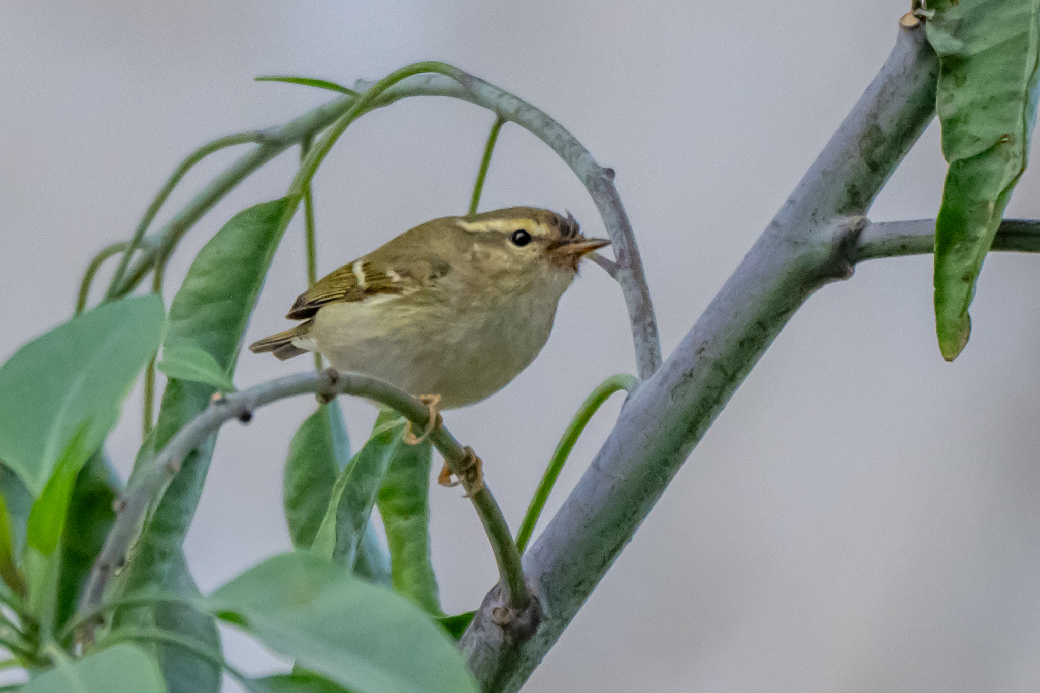 Mosquitero bilistado