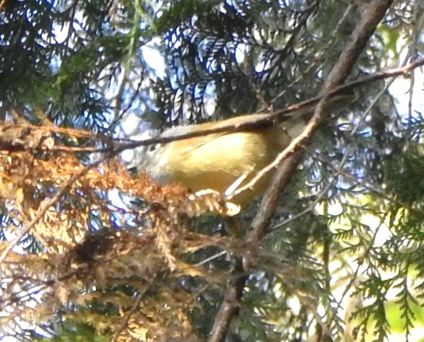 Grey-cheeked Fulvetta
