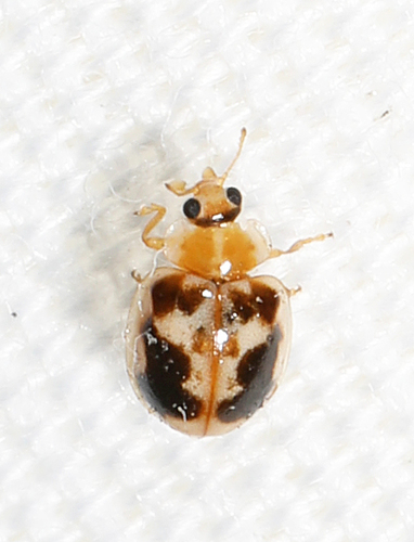 Kidney-spotted Fairy Lady Beetle photo 5