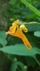 Impatiens capensis