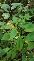 Impatiens capensis
