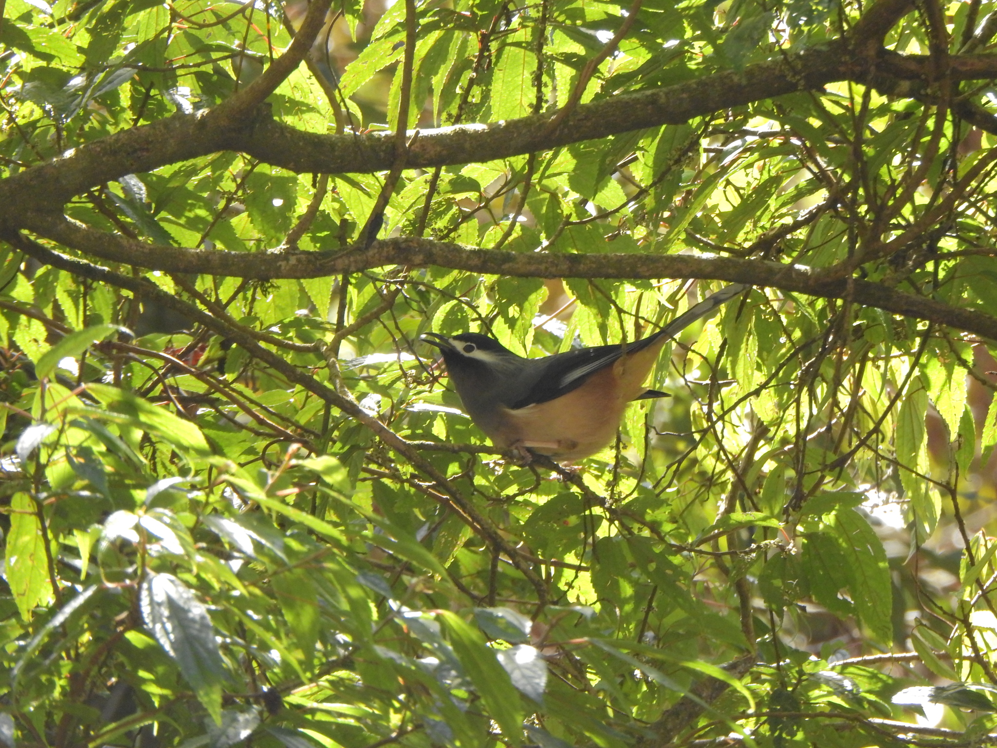 White-eared Sibia