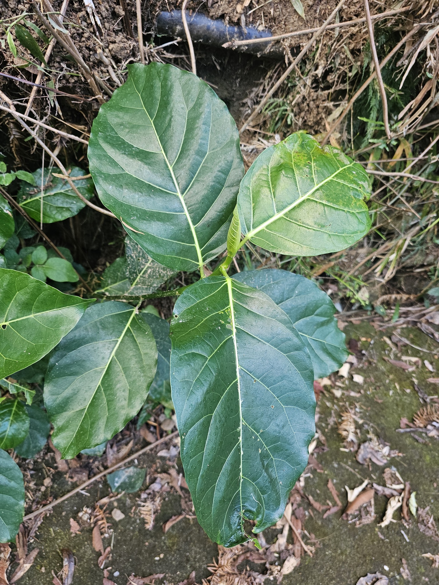 Imagem de Mata-pasto