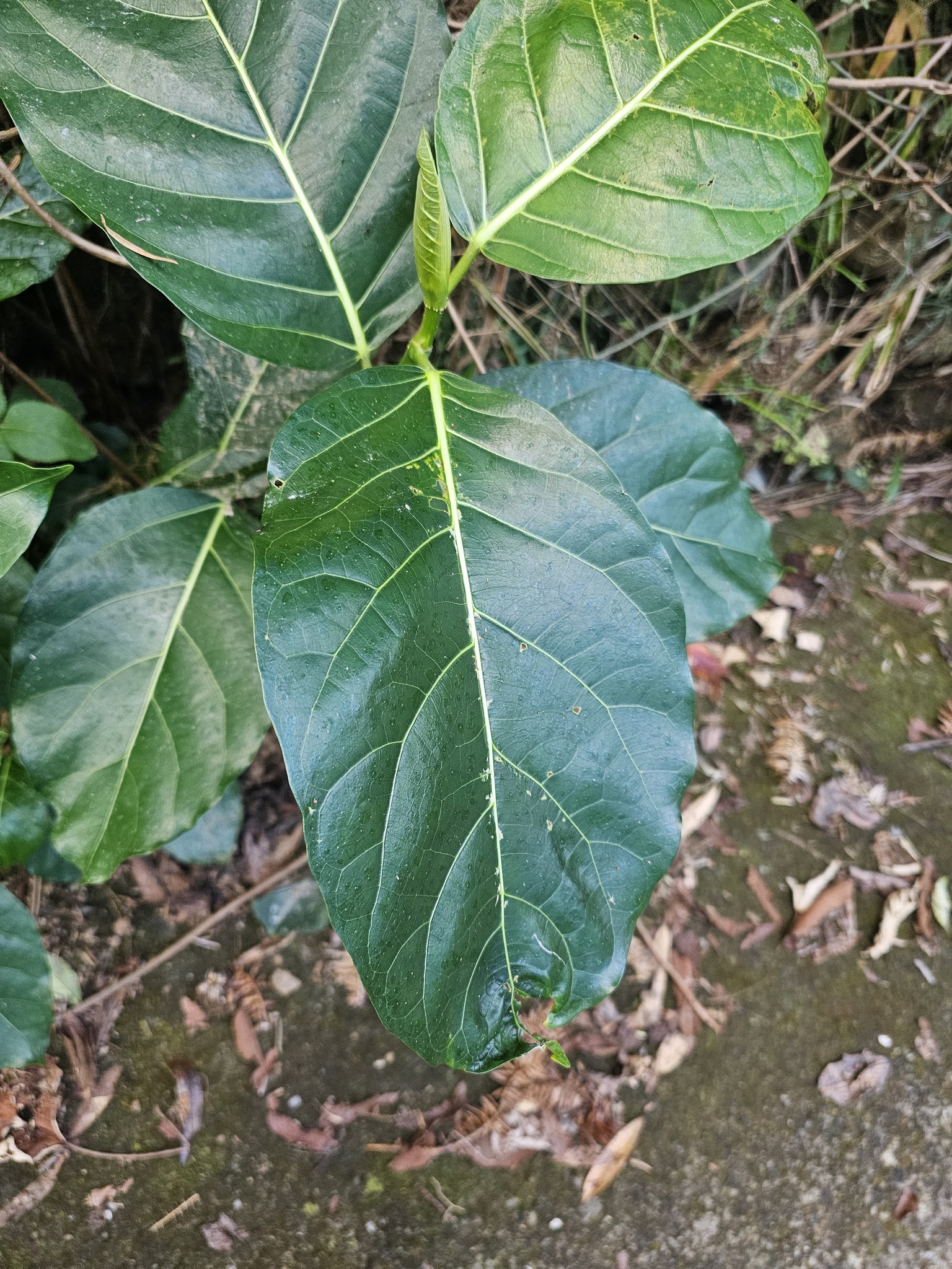 Imagem de Mata-pasto