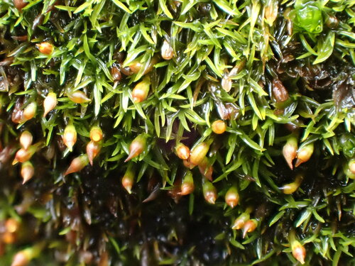 Amphidium lapponicum observed 2024-07-13