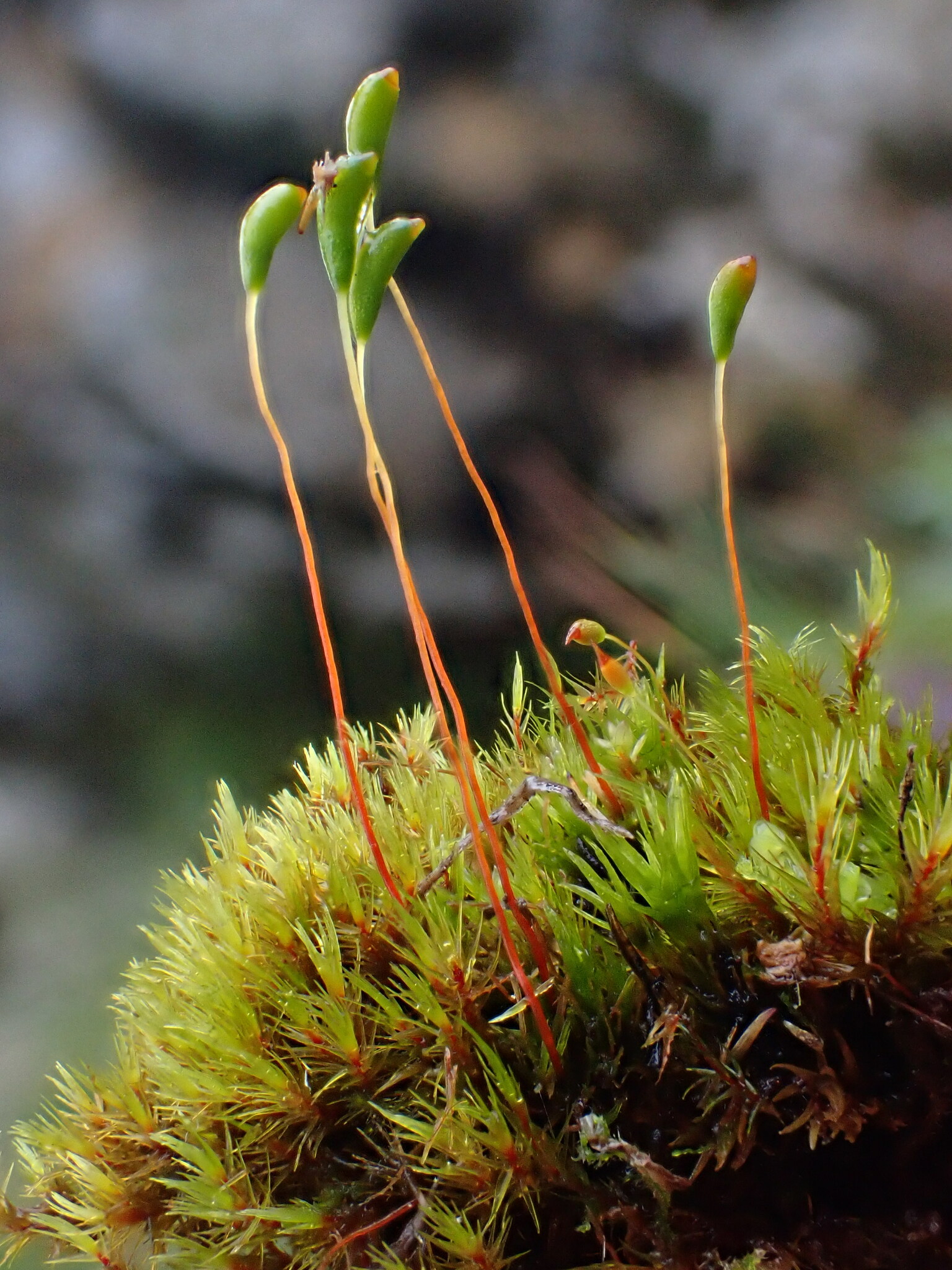 Meesia uliginosa