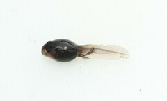 Amatola Toad photo 4