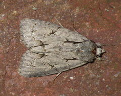 Acronicta psi