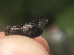 Chrysops aestuans