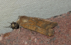 Noctua interjecta