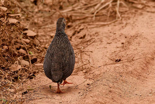 Scaly Spurfowl