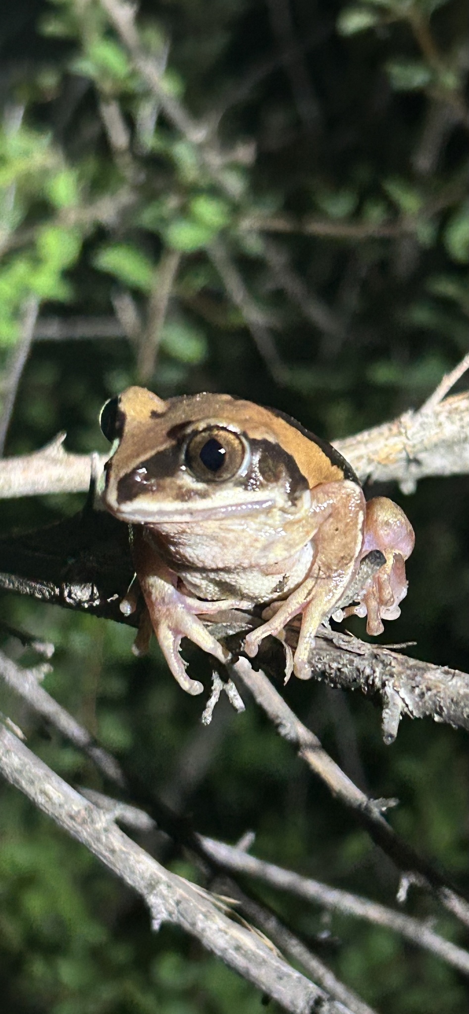 Leptopelis mossambicus Poynton, 1985
