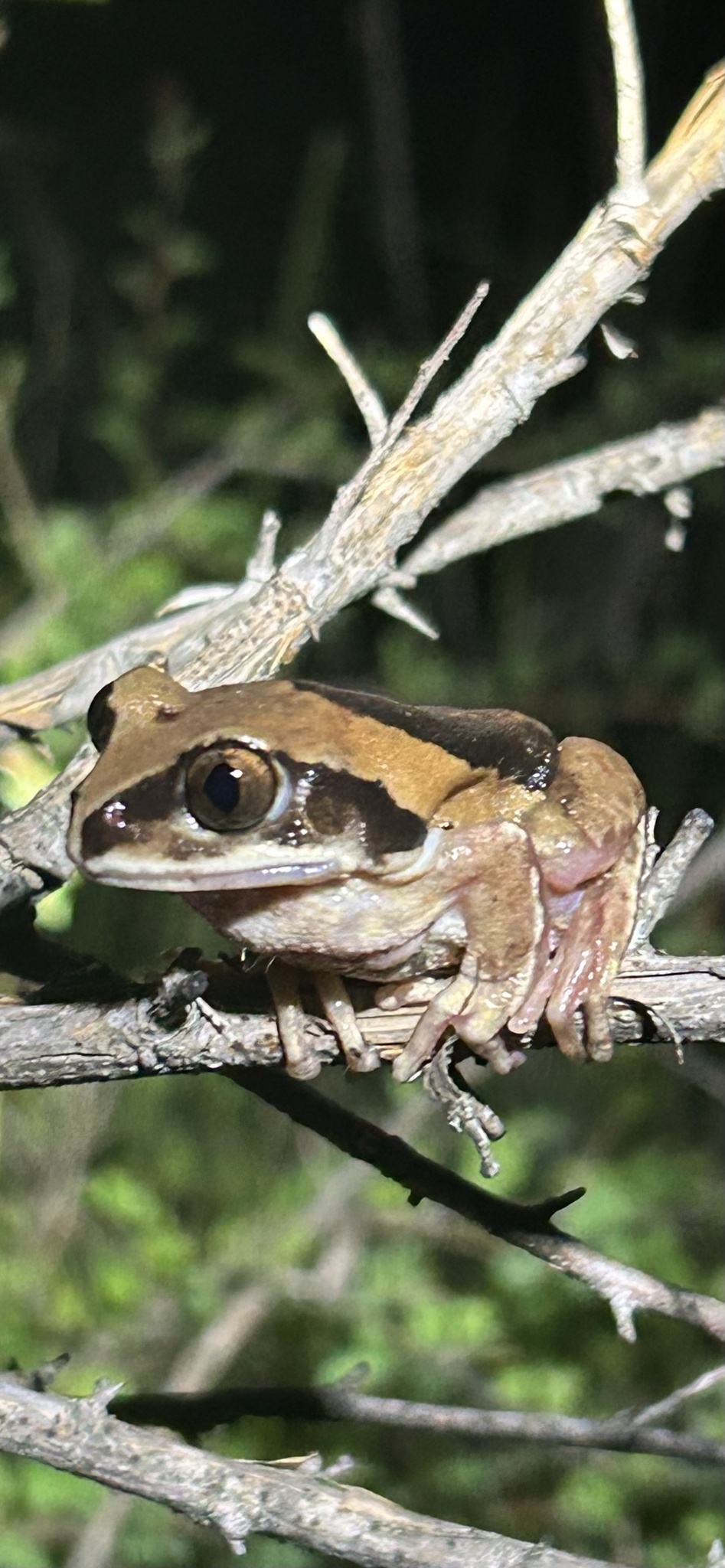 Leptopelis mossambicus Poynton, 1985