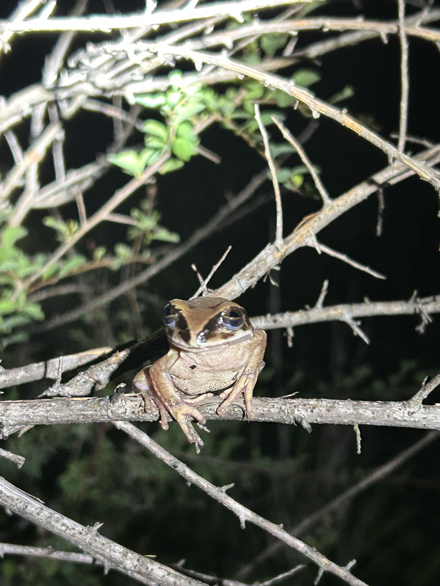 Leptopelis mossambicus Poynton, 1985