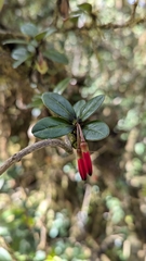 Agapetes hosseana