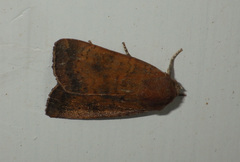 Noctua interjecta